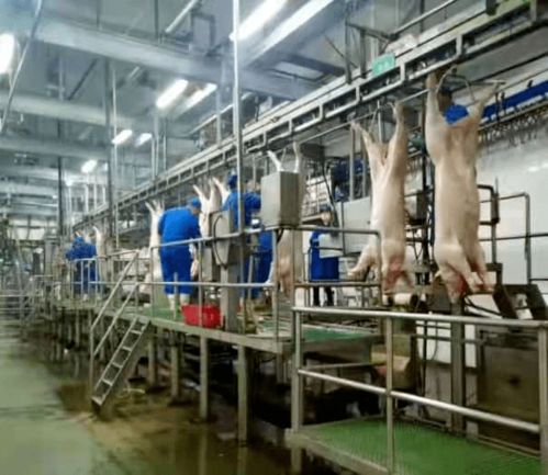 湖州南潯華統(tǒng)成功創(chuàng)建全國生豬屠宰標準化示范廠